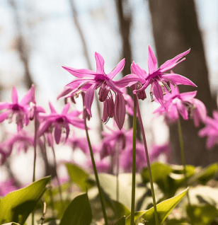 Corydalis yanhusuo - Interstellar Blends