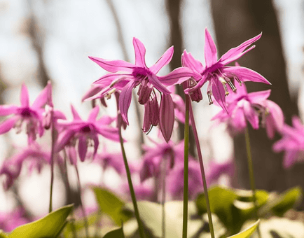Corydalis yanhusuo - Interstellar Blends