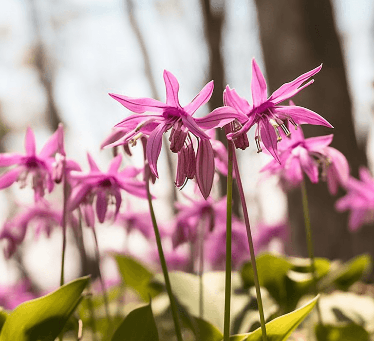 Corydalis yanhusuo - Interstellar Blends