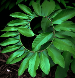Costus afer leaf illustration, a traditional African medicinal plant featured in Interstellar Blends' herbal formulas, known for its antidiabetic, anti-inflammatory, and kidney-supporting properties