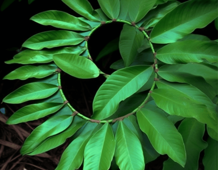 Costus afer leaf illustration, a traditional African medicinal plant featured in Interstellar Blends' herbal formulas, known for its antidiabetic, anti-inflammatory, and kidney-supporting properties