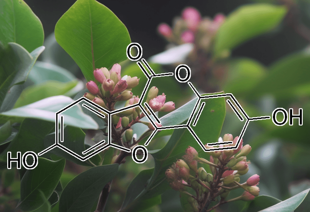 Coumestrol – Estrogen-mimicking compound in Interstellar Blends, supporting hormonal balance and antioxidant defense.