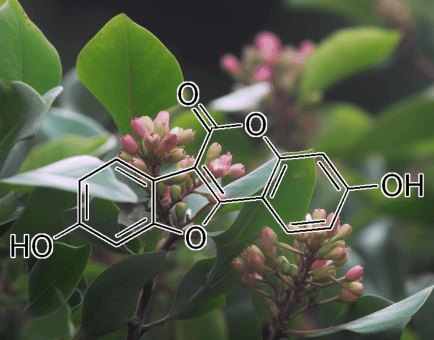 Coumestrol – Estrogen-mimicking compound in Interstellar Blends, supporting hormonal balance and antioxidant defense.