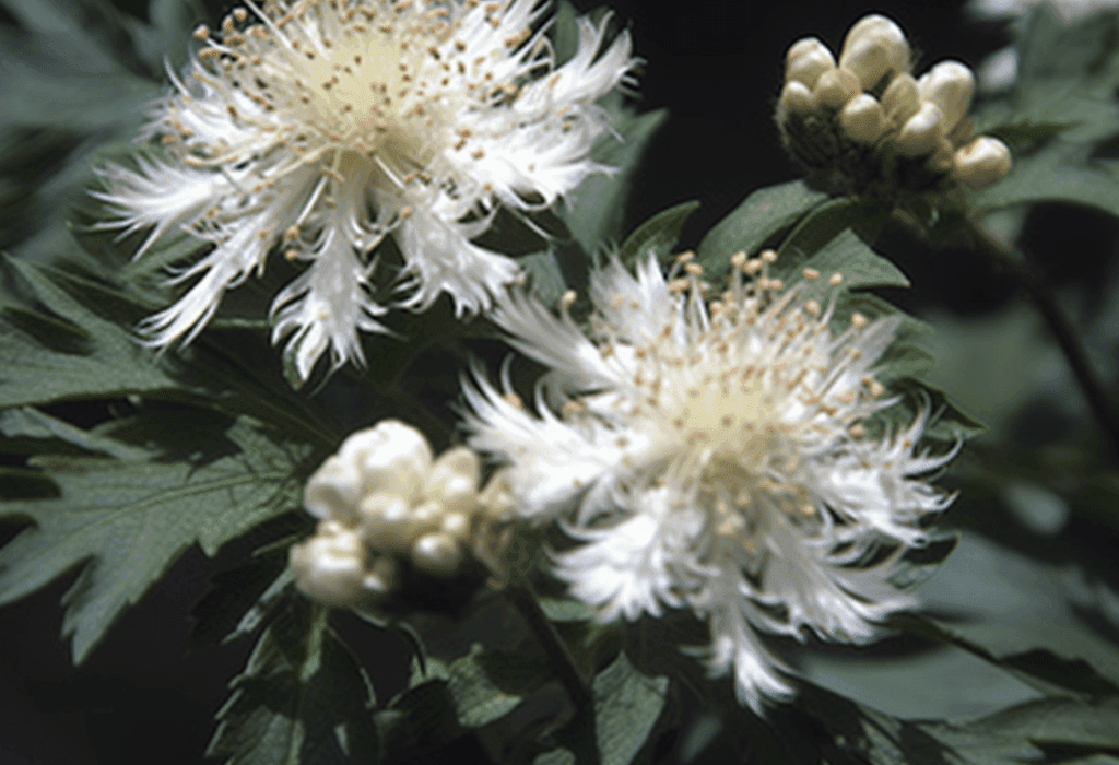 Crataegus Tanacetifolia Leaf - Interstellar Blends