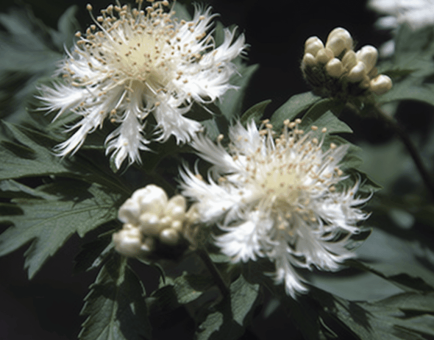 Crataegus Tanacetifolia Leaf - Interstellar Blends
