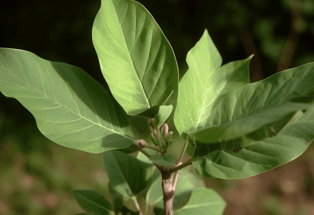 Croton Macrostachyus - Interstellar Blends