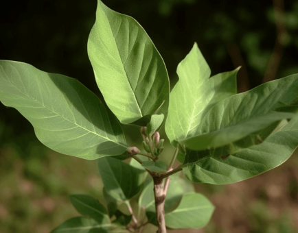 Croton Macrostachyus - Interstellar Blends