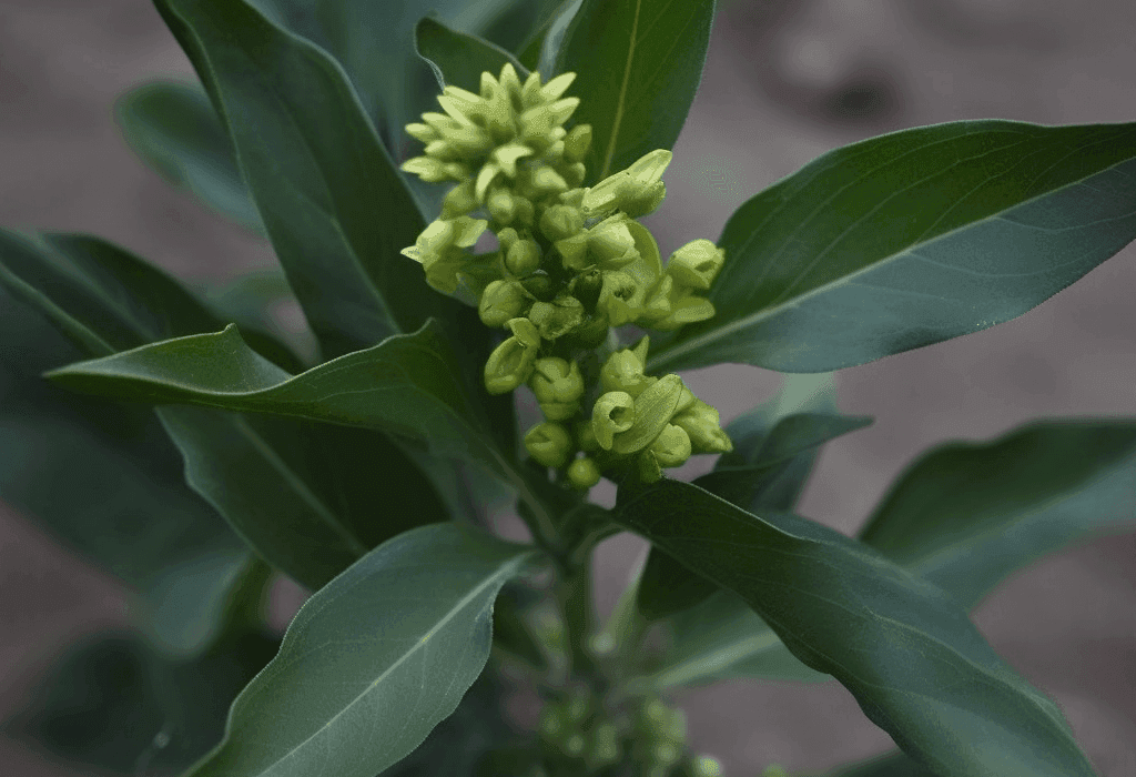 Croton Sparciflorus - Interstellar Blends