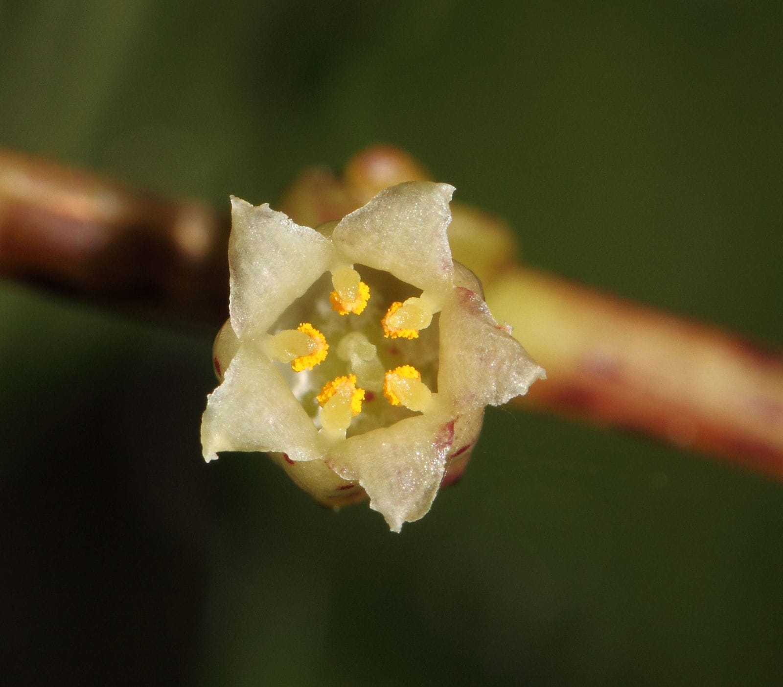 Cuscuta Reflexa - Interstellar Blends