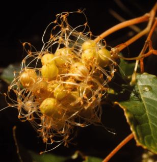 Cuscuta australis Seed - Interstellar Blends