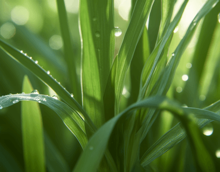 Cymbopogon flexuosus (Lemongrass) plant illustration, a fragrant medicinal herb featured in Interstellar Blends' herbal formulas, known for its antioxidant, antimicrobial, and digestive-supporting properties