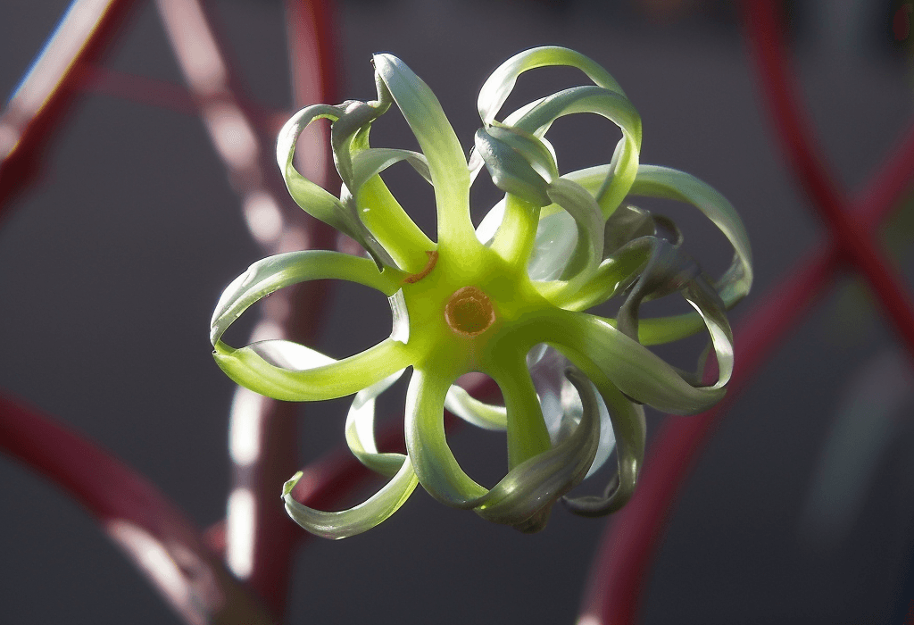 Cynanchum marnierianum - Interstellar Blends