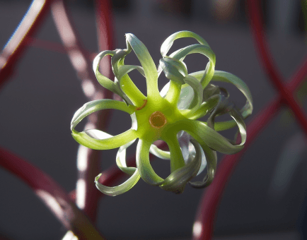 Cynanchum marnierianum - Interstellar Blends