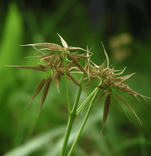 Cyperusrotundus - Interstellar Blends