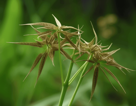 Cyperusrotundus - Interstellar Blends