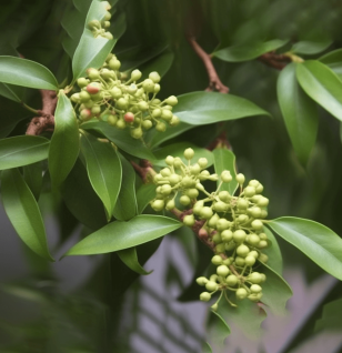 Dalbergia odorifera – A bright shot of Dalbergia odorifera, a medicinal tree in Interstellar Blends for circulatory support.