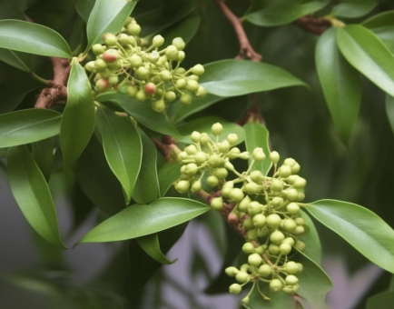Dalbergia odorifera – A bright shot of Dalbergia odorifera, a medicinal tree in Interstellar Blends for circulatory support.
