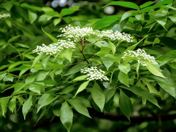 Dalbergia odorifera – A bright shot of Dalbergia odorifera, a medicinal tree in Interstellar Blends for circulatory support.