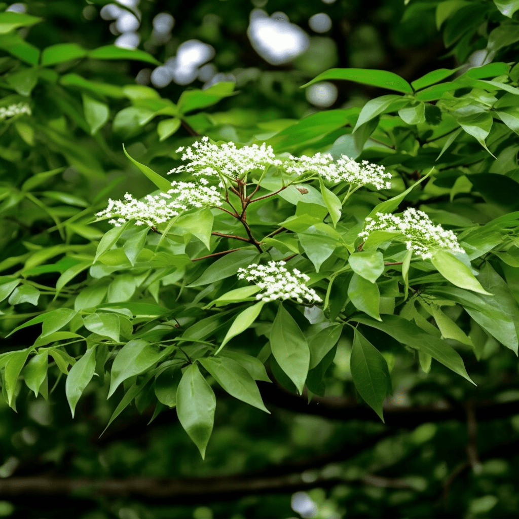 Dalbergia odorifera – A bright shot of Dalbergia odorifera, a medicinal tree in Interstellar Blends for circulatory support.
