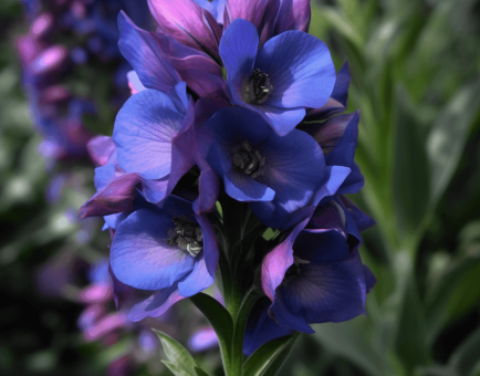 Delphinium Brunonianum - Interstellar Blends