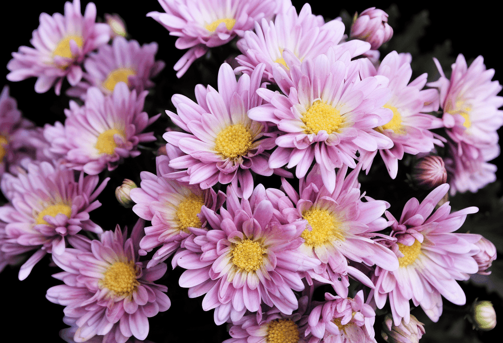 Dendranthema morifolium (Chrysanthemum Flower) – Traditional herbal flower in Interstellar Blends, supporting eye health, relaxation, and antioxidant protection.
