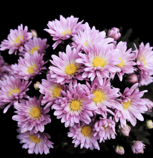 Dendranthema morifolium (Chrysanthemum Flower) – Traditional herbal flower in Interstellar Blends, supporting eye health, relaxation, and antioxidant protection.