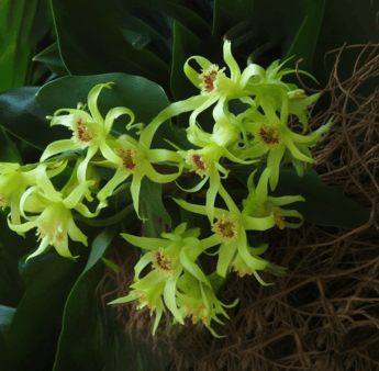 Dendrobii Caulis - Interstellar Blends