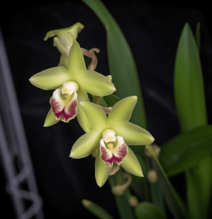 Dendrobium Officinale Orchid - Interstellar Blends