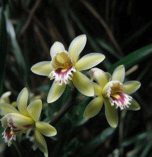 Dendrobium catenatum - Interstellar Blends