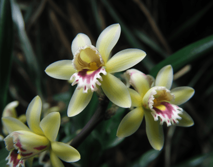 Dendrobium catenatum - Interstellar Blends