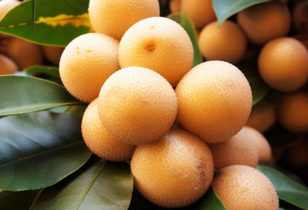 Dimocarpus longan Lour extract - Interstellar Blends