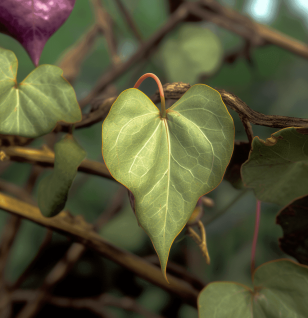 Dioscorea Opposita - Interstellar Blends