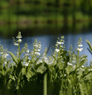 Echinodorus grandiflorus – A high-resolution capture of Echinodorus grandiflorus, an herb in Interstellar Blends for anti-inflammatory and diuretic benefits.