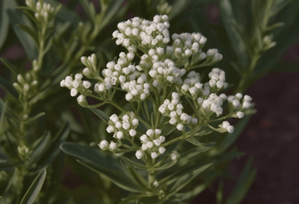 Echinophora Cinerea - Interstellar Blends