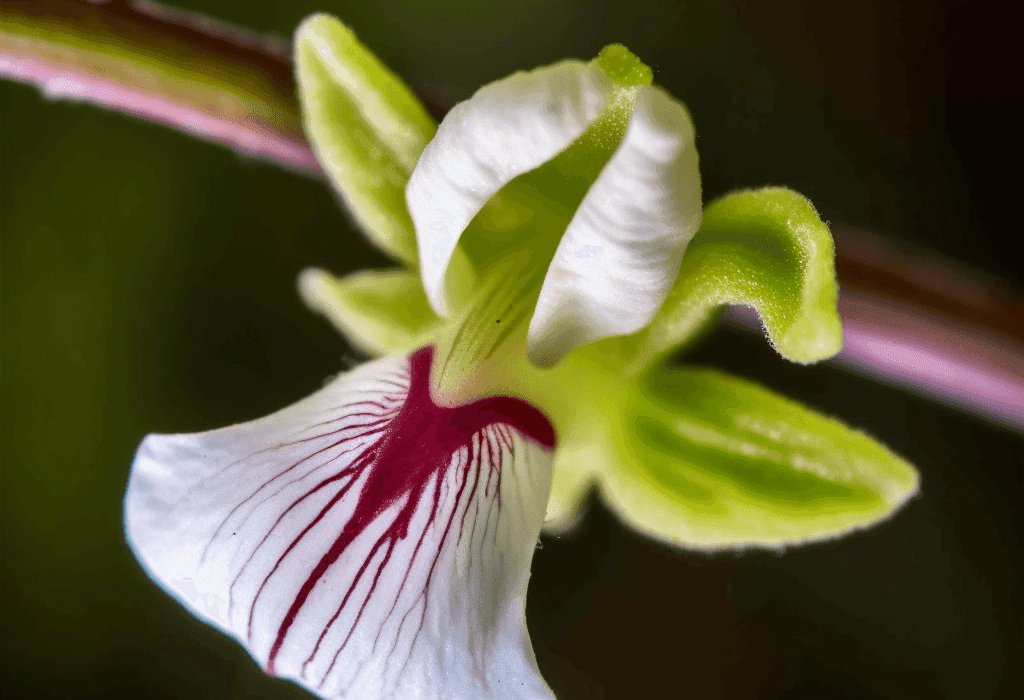 Elettaria cardamomum – A close-up of Elettaria cardamomum (Cardamom), a fragrant spice in Interstellar Blends for digestion and antioxidant properties.