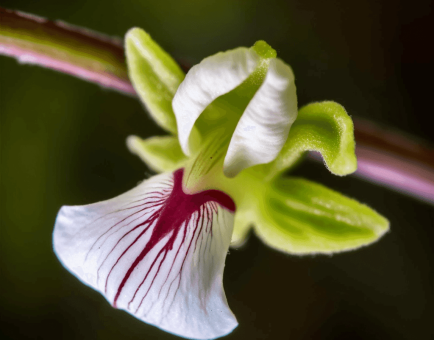 Elettaria cardamomum – A close-up of Elettaria cardamomum (Cardamom), a fragrant spice in Interstellar Blends for digestion and antioxidant properties.