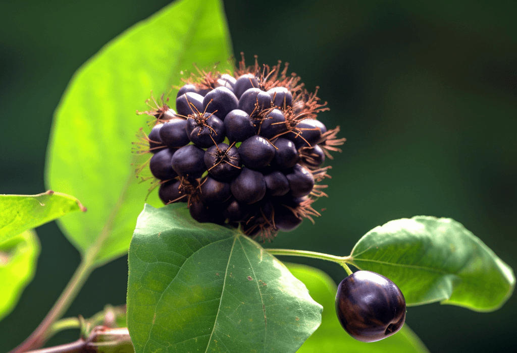 Eleutherococcus senticosus – A vivid image of Eleutherococcus senticosus (Siberian ginseng), an adaptogen in Interstellar Blends for energy and resilience.