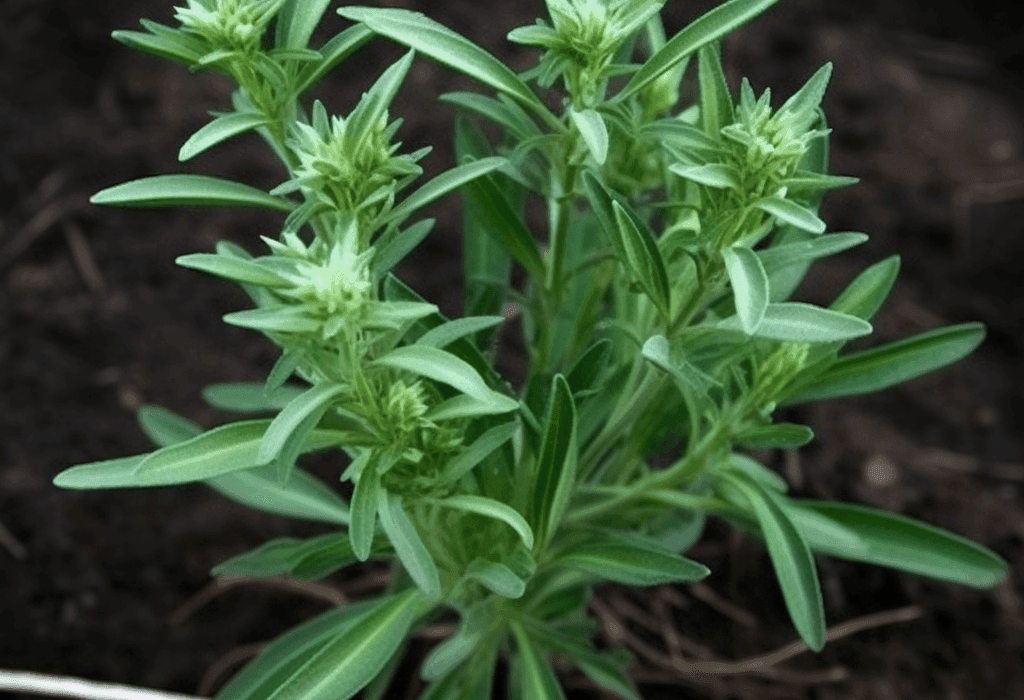 Enicostemma Littorale Blume - Interstellar Blends