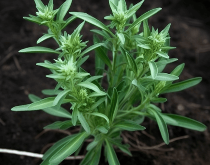 Enicostemma Littorale Blume - Interstellar Blends