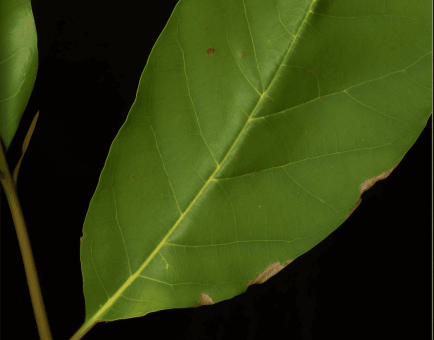 Eribroma Oblongum - Interstellar Blends