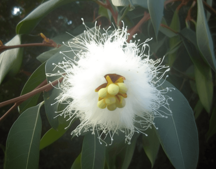 Eucalyptus Globulus - Interstellar Blends