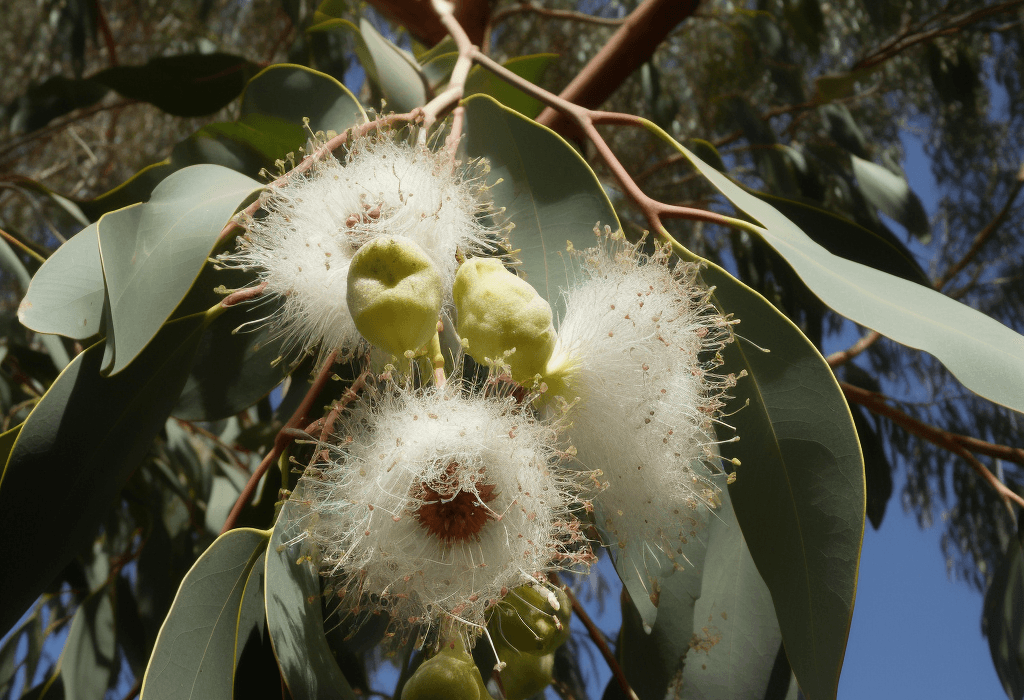Eucalyptus Citriodora - Interstellar Blends