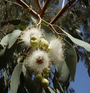 Eucalyptus Citriodora - Interstellar Blends