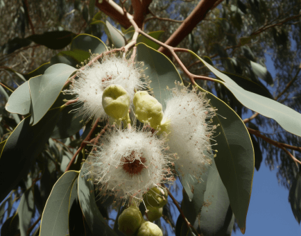 Eucalyptus Citriodora - Interstellar Blends