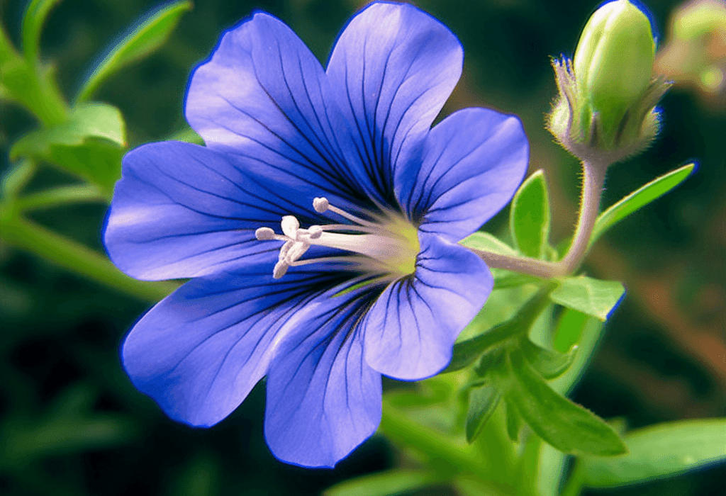 Evolvulus alsinoides – Brain-boosting ingredient in Interstellar Blends, improving memory, cognitive clarity, and reducing stress.