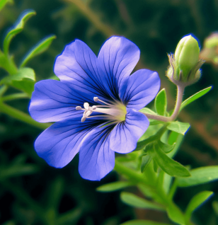 Evolvulus alsinoides – Brain-boosting ingredient in Interstellar Blends, improving memory, cognitive clarity, and reducing stress.