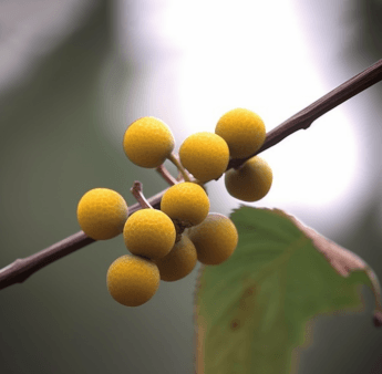 Ficus palmata – A bright capture of Ficus palmata, a plant in Interstellar Blends for anti-inflammatory and wound-healing properties.