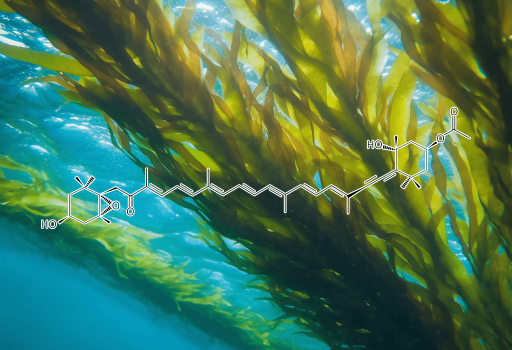 Fucoxanthin - Interstellar Blends