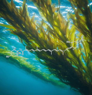 Fucoxanthin - Interstellar Blends