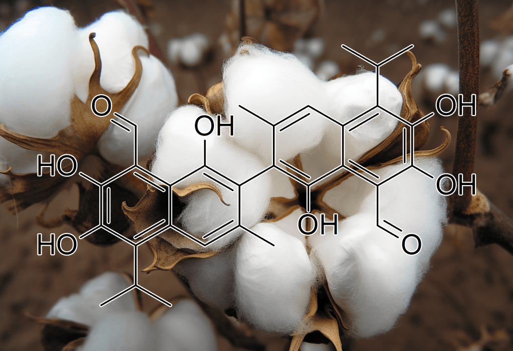 GOSSYPOL - Interstellar Blends